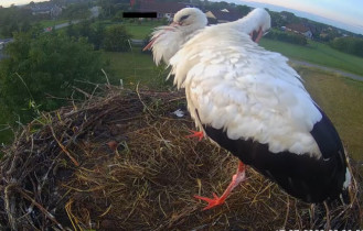 Obraz podglądu z kamery internetowej Storks Woli Zabierzowska